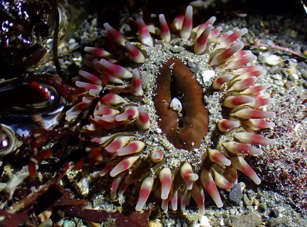 Urticina clandestina