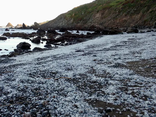 Marine life photograph