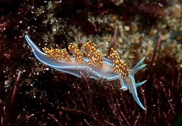 Hermissenda opalescens