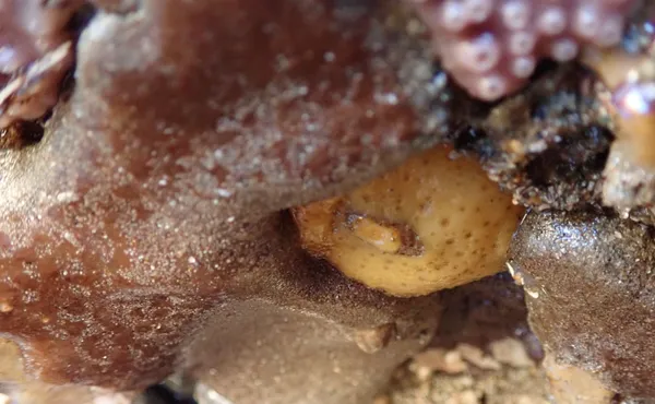 Fissurellidea bimaculata, yellow and orange