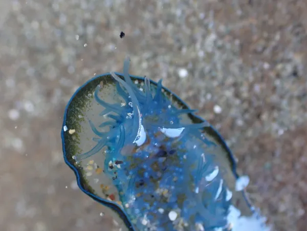Velella velella