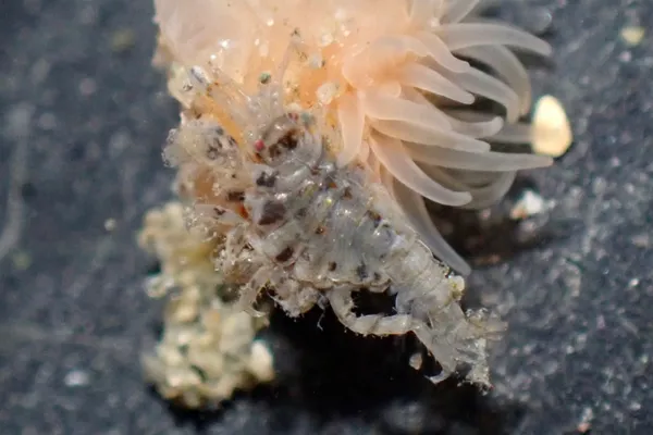 Podocerus cristatus; thanks to @clauden for help with ID