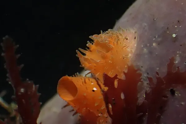 Mytilimeria nuttalli