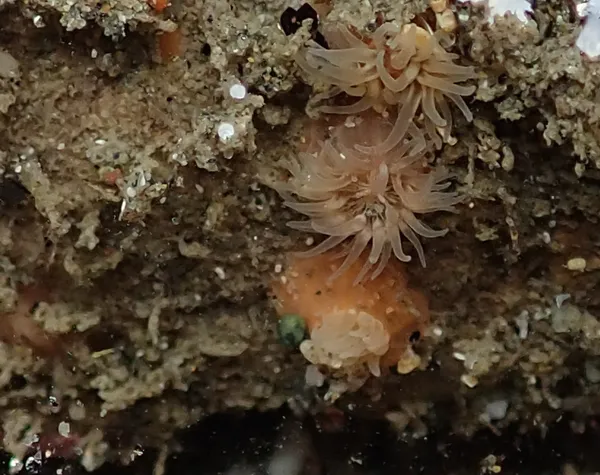 Marine life photograph