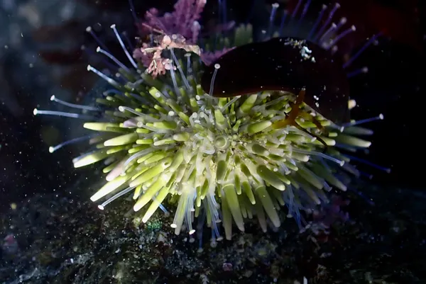 Pacific purple sea urchin (juvenile)