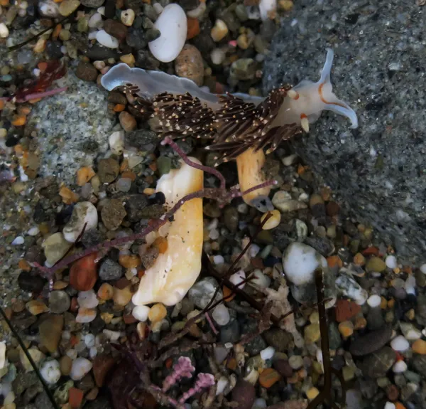 12/27/2016; 1/1.25hrs