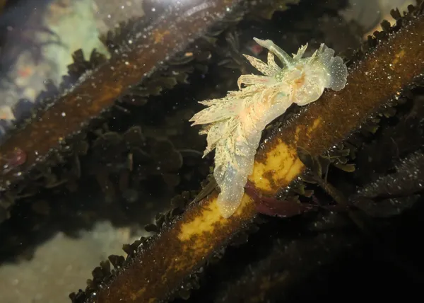 Dirona picta, 12/12/2016