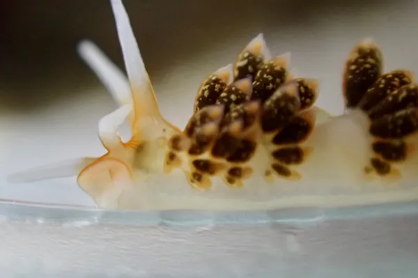 Diaphoreolis flavovulta