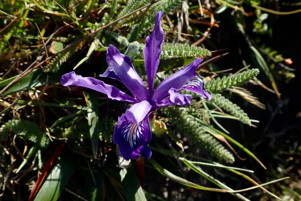 Douglas iris