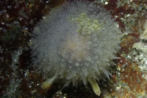 Acanthodoris rhodoceras