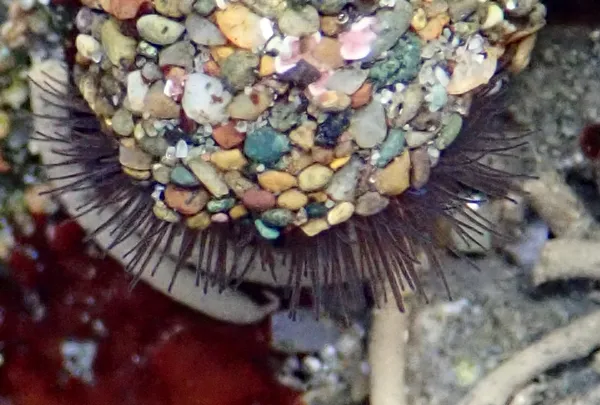 Phragmatopoma californica