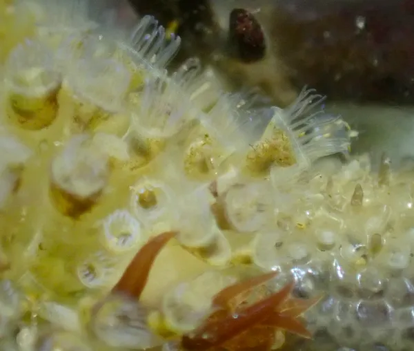 Pedicellina newberryi