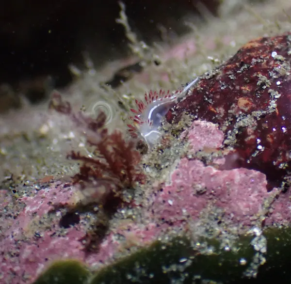 Orienthella trilineata