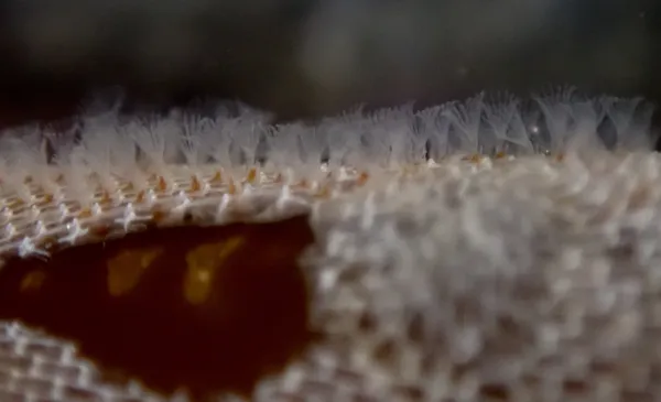 kelp-encrusting bryozoan