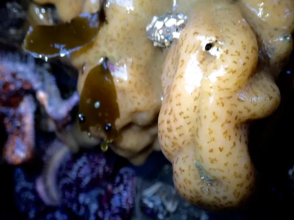 Marine life photograph