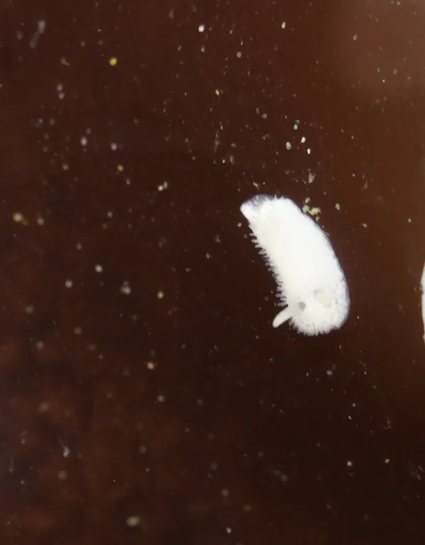 Diaphorodoris lirulatocauda (4 above)(tiny)