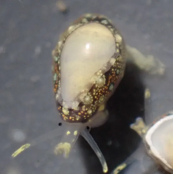 Granulina margaritula