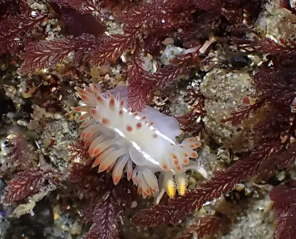 Orienthella trilineata