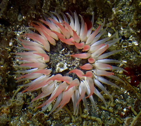 Anthopleura artemisia