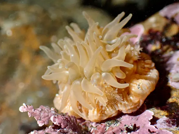 Epiactis prolifera