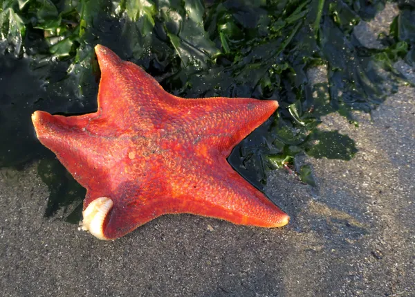 Marine life photograph