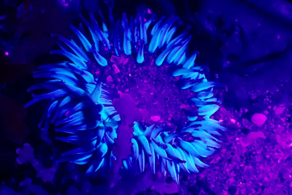 Spooky anemone (UV light)