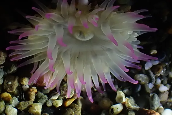 Anthopleura elegantissima