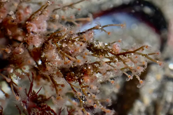 Eudendrium californicum