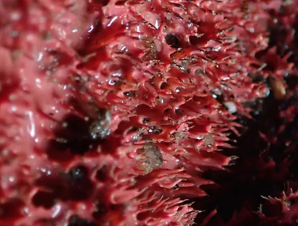 Marine life photograph