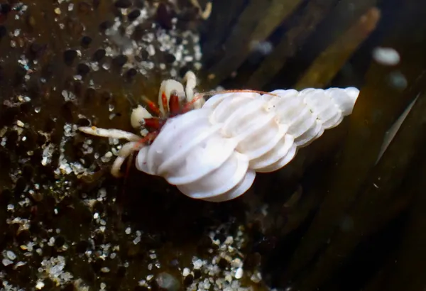 Pagurus granosimanus