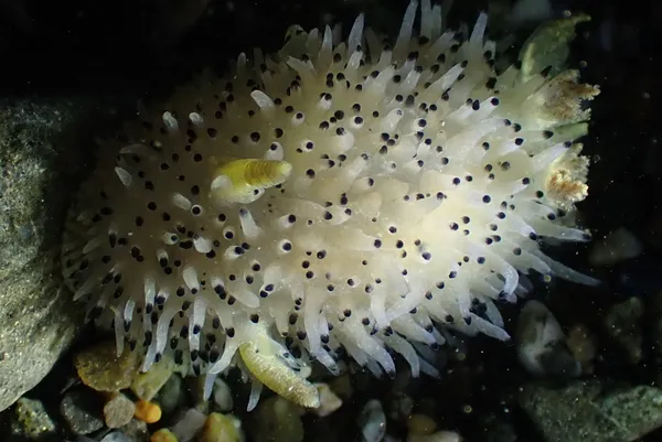 Acanthodoris rhodeceras