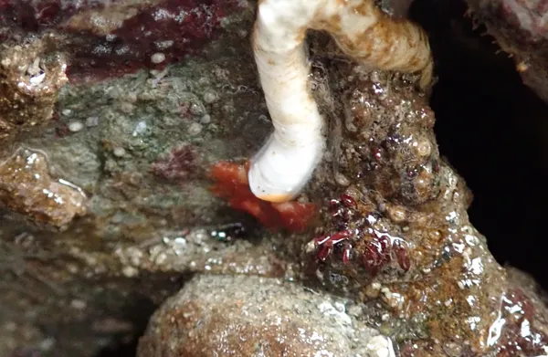 tube worms