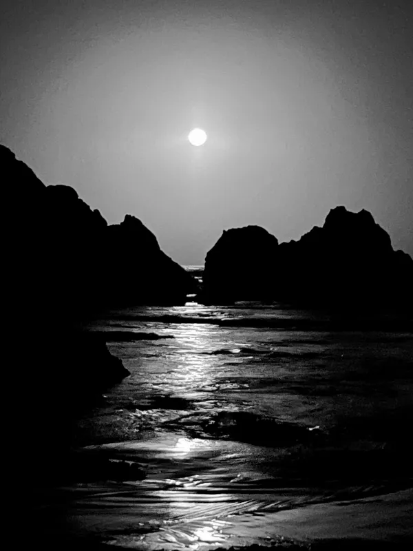 Marine life photograph