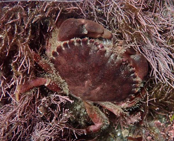 Marine life photograph