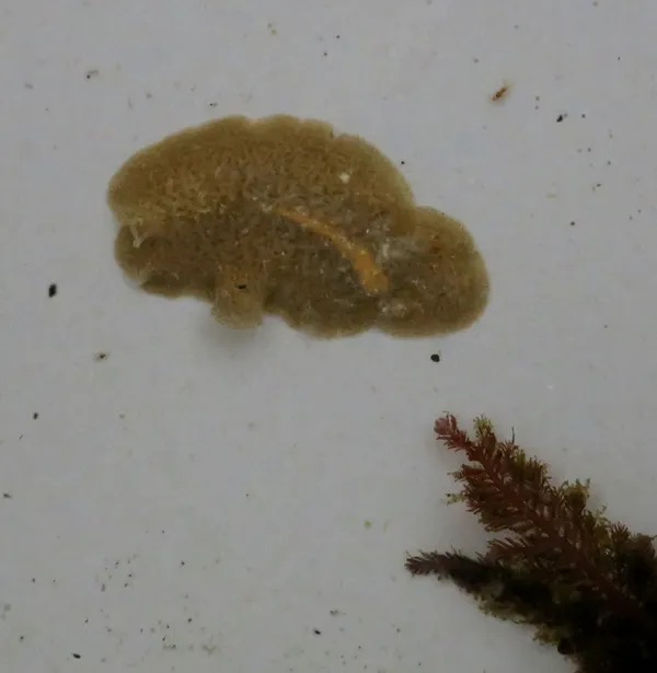 Flatworm
