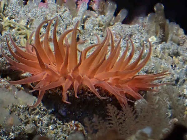 Anthopleura artemisia