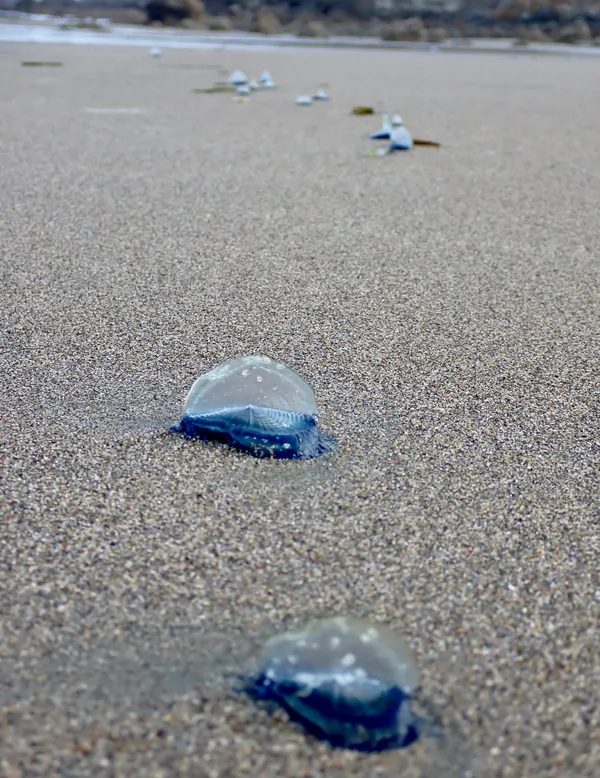 Velella velella
