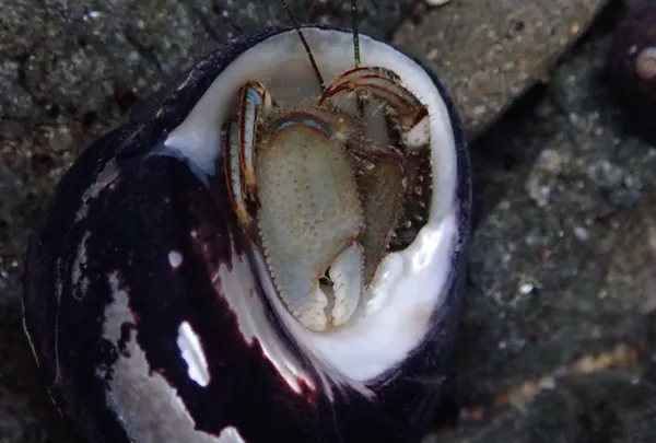 blueband hermit crab (Pagurus samuelis)