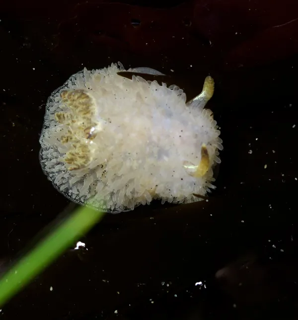 Acanthodoris rhodeceras