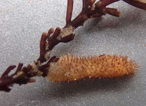 Flustrellidra spinifera; thanks to J. Goddard for ID