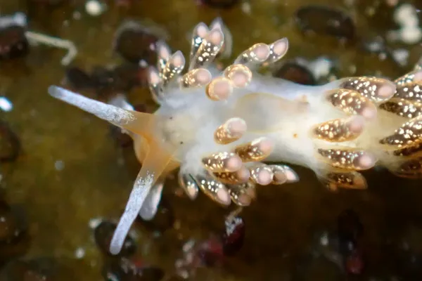 Diaphoreolis flavovulta