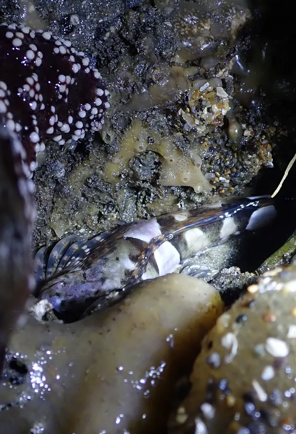 Fish out of water, a series.    This one was 1.5 feet above the water line, just waiting for the tide to come in.