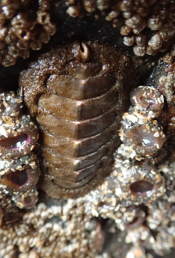 Chiton, sp?