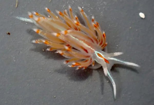 Hermissenda opalescens