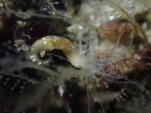 Ramex californiensis