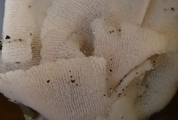 nudibranch eggs? no nudibranch around, just washed on shore