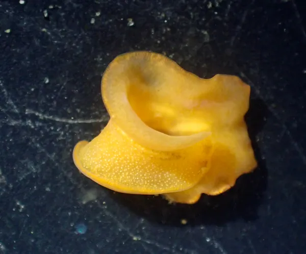 Eurylepta aurantiaca; thanks to L. Harris for ID