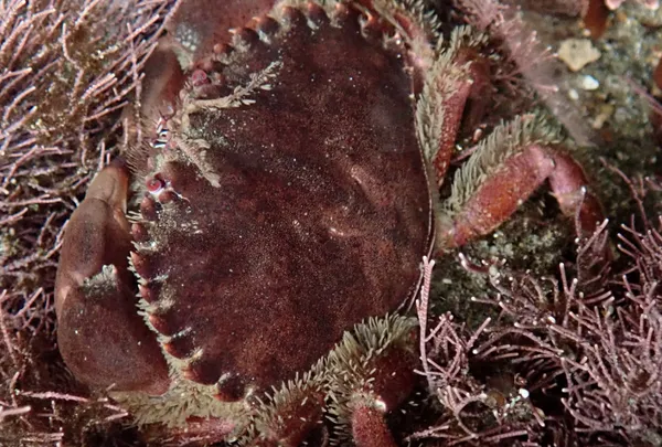 Marine life photograph