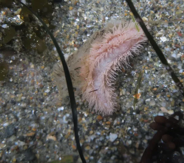 Pentamera pediparva?, 12/25/2016