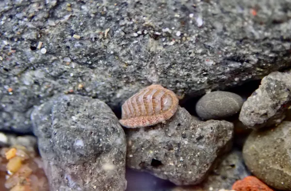 Merten's chiton